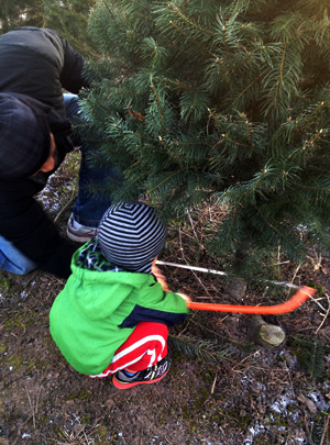 christmas-tree-cutting-05