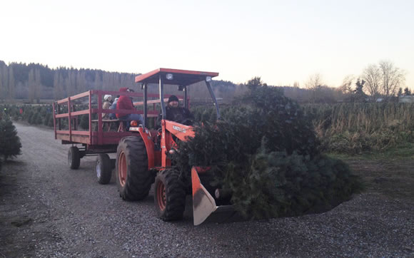 christmas-tree-cutting-06