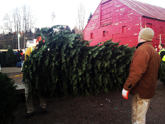 christmas-tree-cutting-07