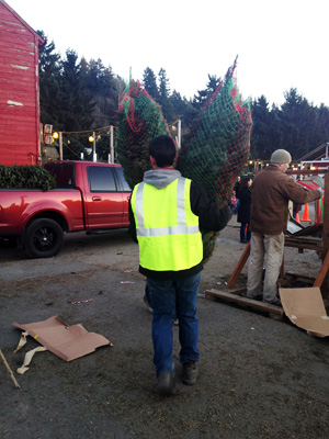 christmas-tree-cutting-08