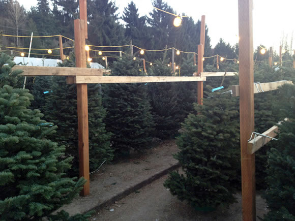 christmas-tree-cutting-10