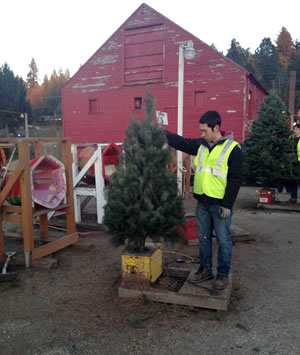 christmas-tree-cutting-11
