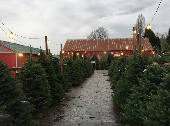 u-cut-christmas-tree-2
