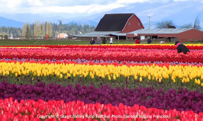 flower-viewing-spot-420