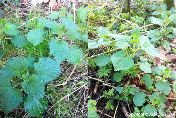 nettle