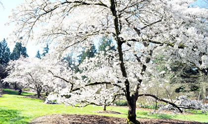 washington-park-arboretum-420