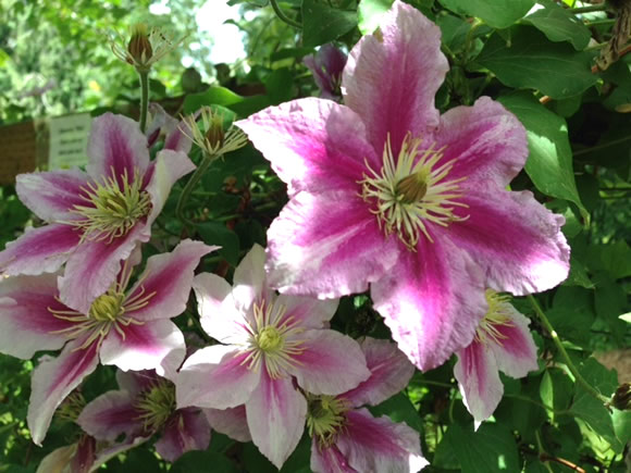 クラマチス (Clematis)-つる植物 の話