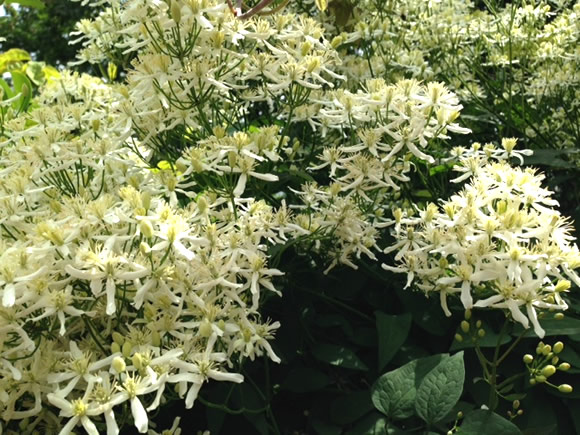 第17回 クラマチス Clematis つる植物の話 Junglecity Com
