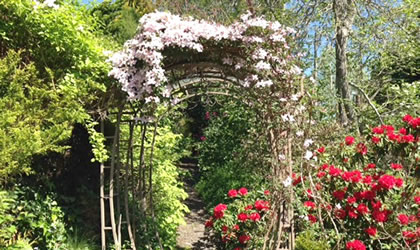 clematis-420