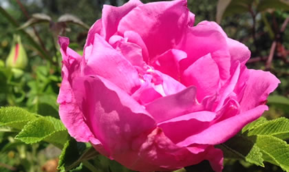 rose-420