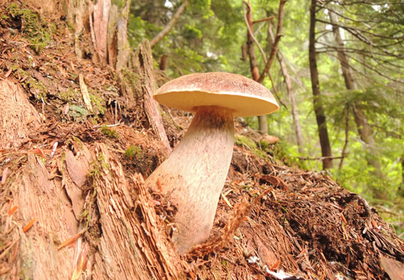 mushroom-king-bolites