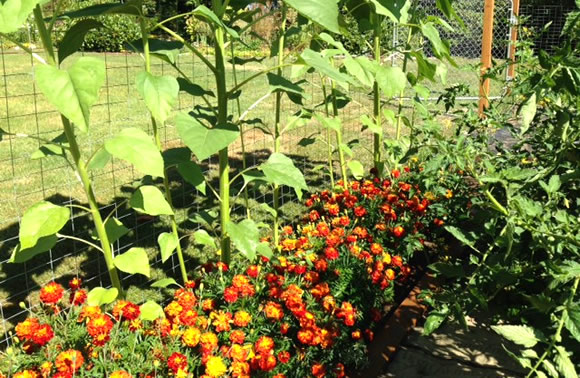 一年草(Annuals)の話