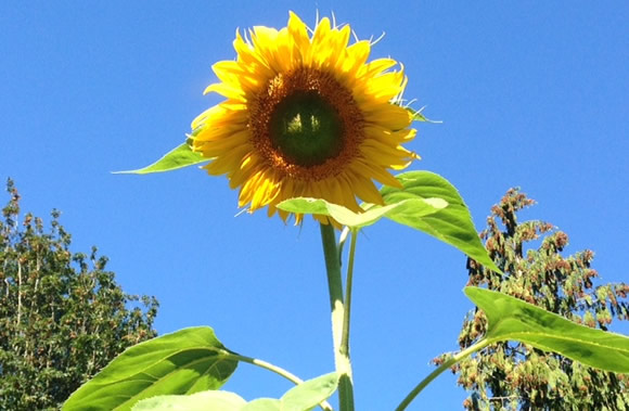一年草(Annuals)の話