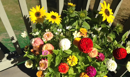 annuals