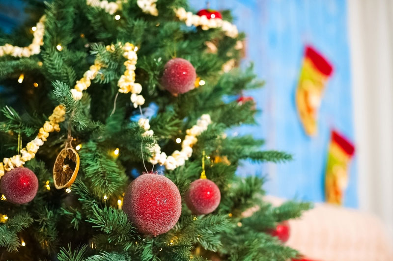 クリスマス ツリーの生木を自宅で飾るには Junglecity Com