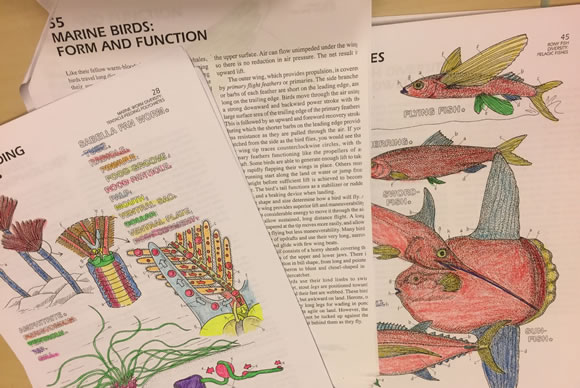 highline-marine-biology-5 - junglecity.com