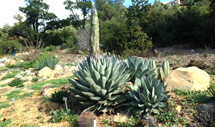 natural-garden-santa-barbara