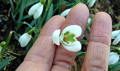 flower-bulbs-420
