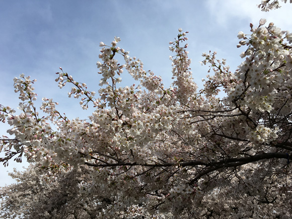 uw-sakura-03-29-2017-6