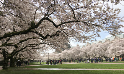 uw-sakura-03-29-420