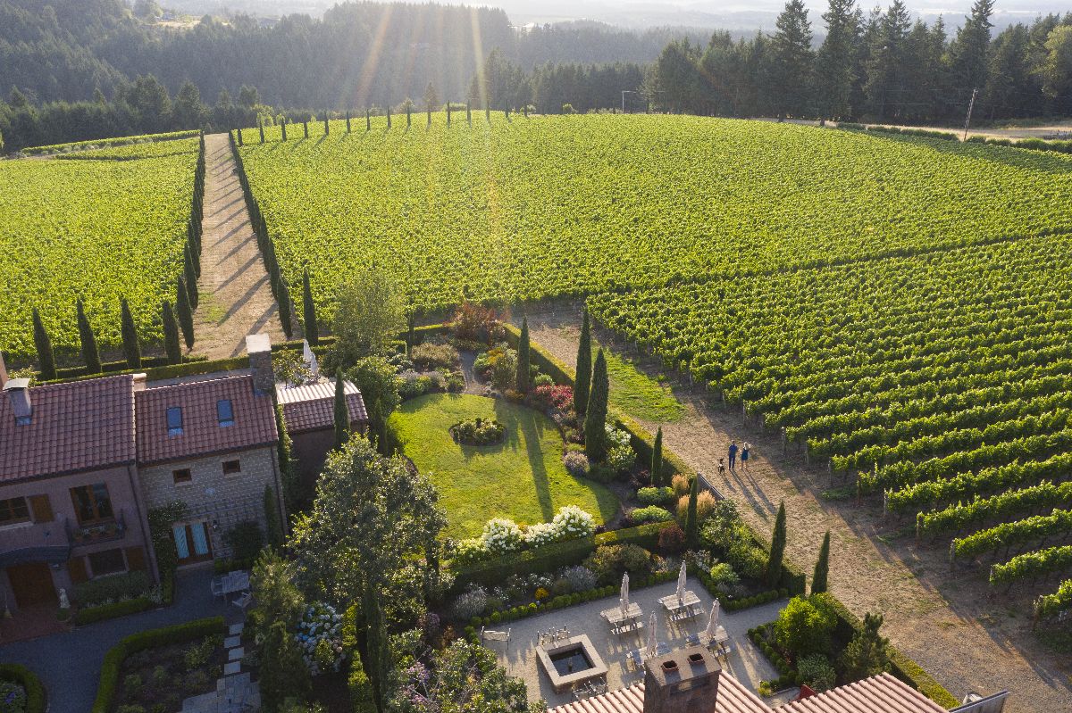 alloro-vineyard-1