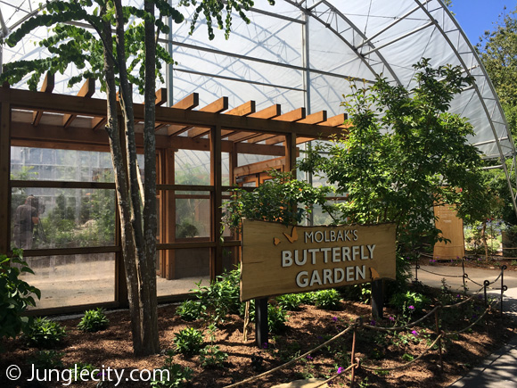 molbaks-butterfly-1