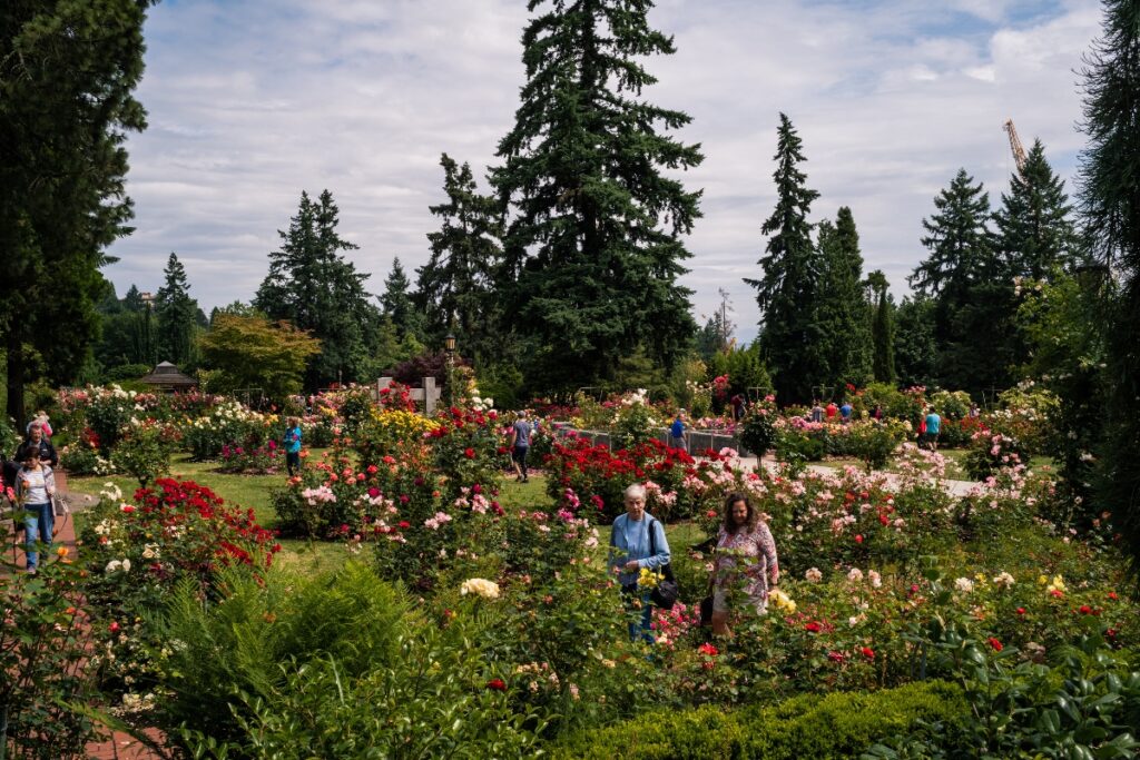 pdx-rose-garden - junglecity.com