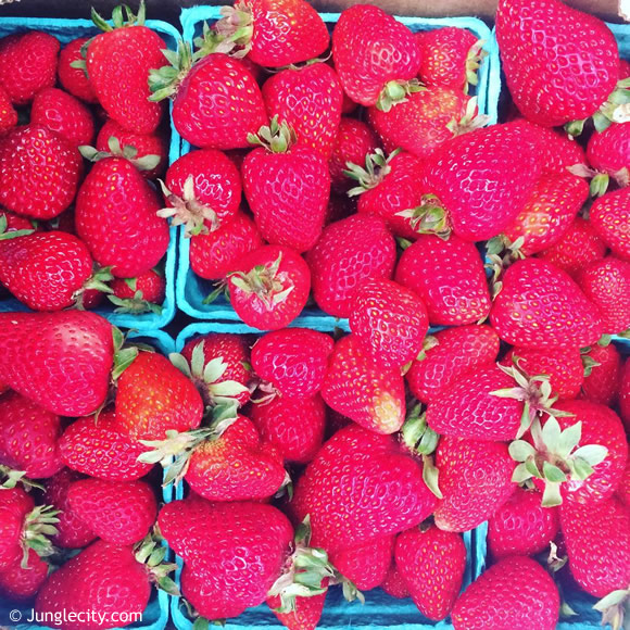 strawberry-in-washington