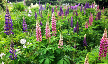 nw-gardening-lupinus-420
