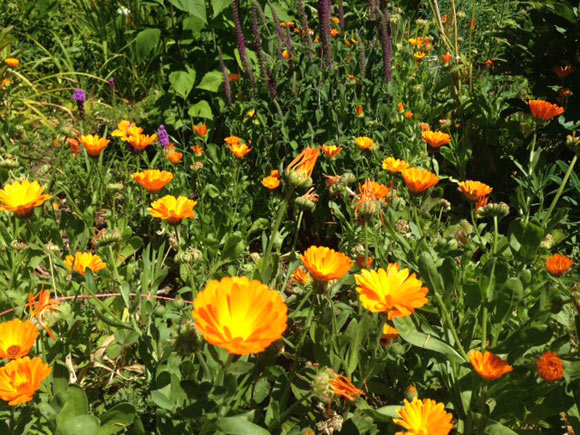 calendula
