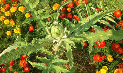 gardening-artichoke-420