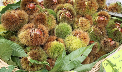 chestnuts-at-taki-420