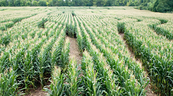 corn-maze-2