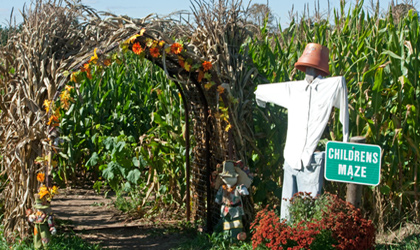 corn-maze-420