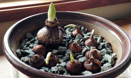 gardening-amaryllis-420