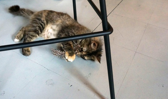 Neko: A Cat Cafe
