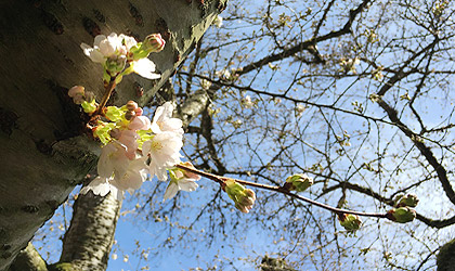 uw-sakura-03-12-2018-420