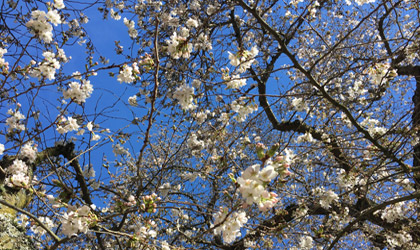 uw-sakura-03-16-2018-420