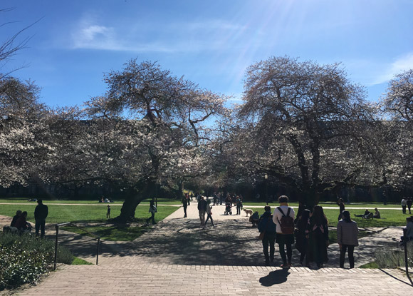 uw-sakura-03-16-2018-8