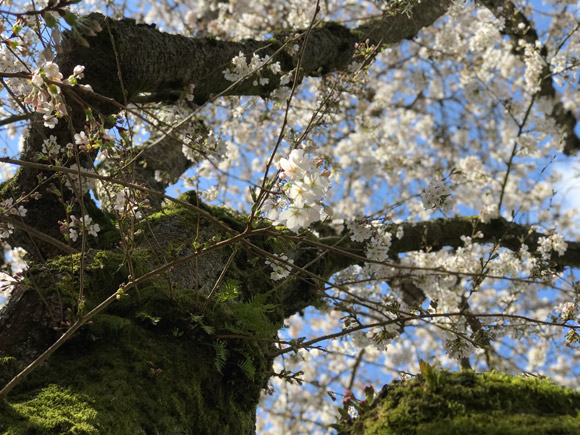 uw-sakura-03-20-2018-8