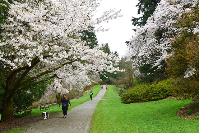 Washington Park Arboretum の桜＆ツツジ小路