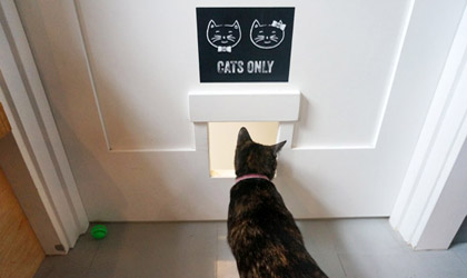 neko-a-cat-cafe-420