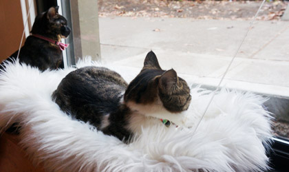 neko-a-cat-cafe-420