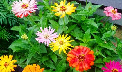 patio-garden-420