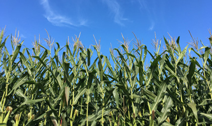 corn-maze-420