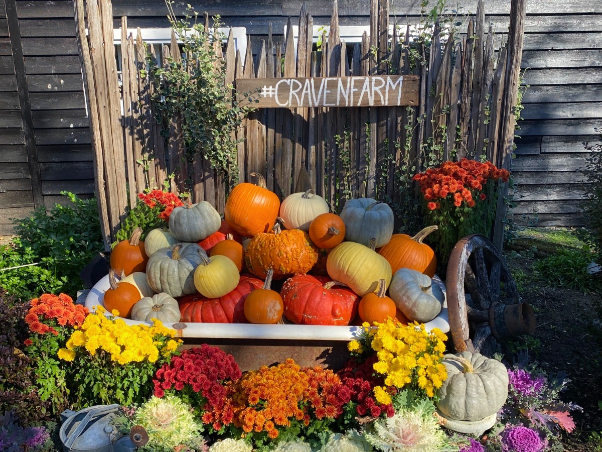 Stack of pumpkins in a metal tub arranged in a rustic garden display, with a wooden fence and a '#CRAVENFARM' sign, surrounded by colorful mums.