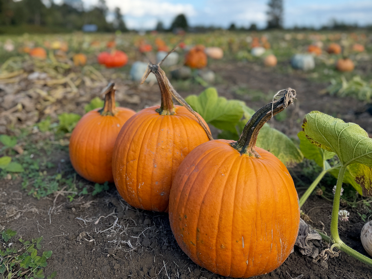 flower-farmer-girls-1