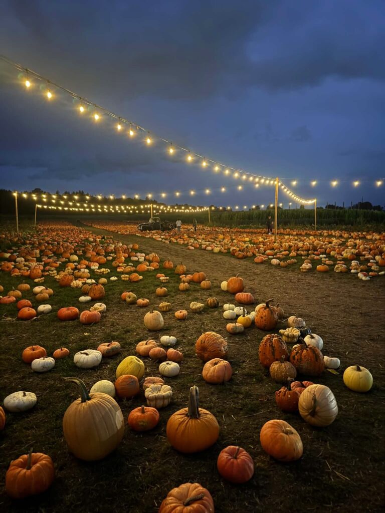 swans-trail-2 - junglecity.com Pumpkin patch at dusk with rows of pumpkins and warm string lights overhead, a few people in the distance.