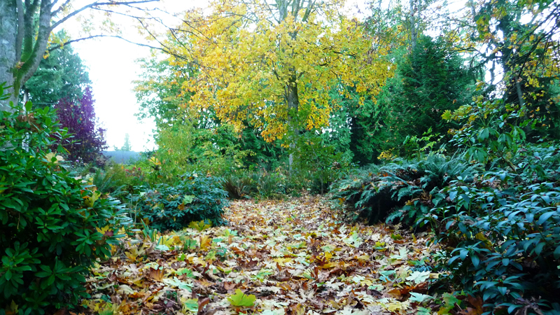 Autumn garden path with yellow-leaved tree in the distance and fallen leaves on the ground.