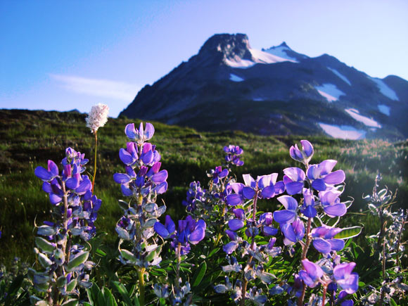 lupine-bloom-on-sahale-arm - junglecity.com